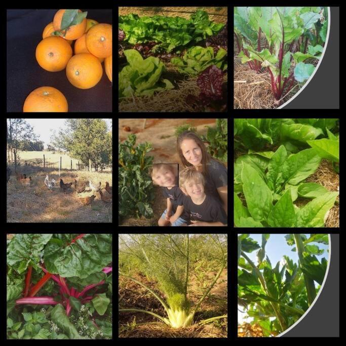 Upmarket Off Grid Cottage On Organic Farm In Secure Estate Howick Luaran gambar